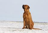 TOSA INU 217